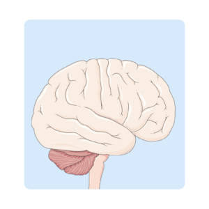 Kurs Neurobiologii - Dostęp 12 miesięcy