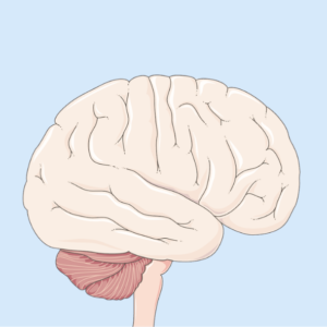 Kurs Neurobiologii – Dostęp na 6 miesięcy