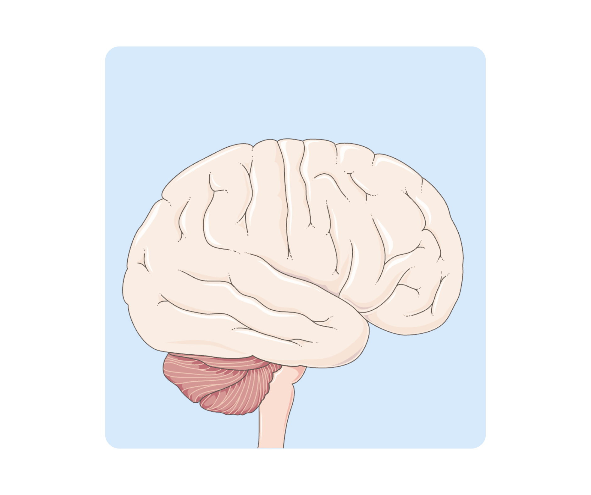 Kurs Neurobiologii - Dostęp 12 miesięcy