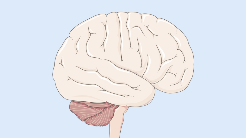 Kurs Neurobiologii - Dostęp na 12 miesięcy