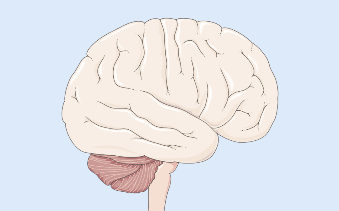 Kurs Neurobiologii